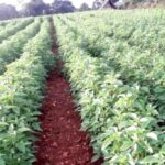 Chia farming profitable