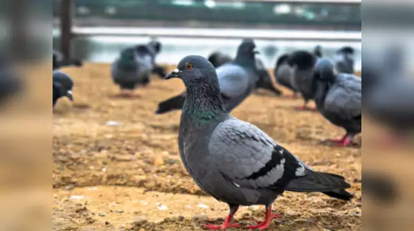 Pigeons